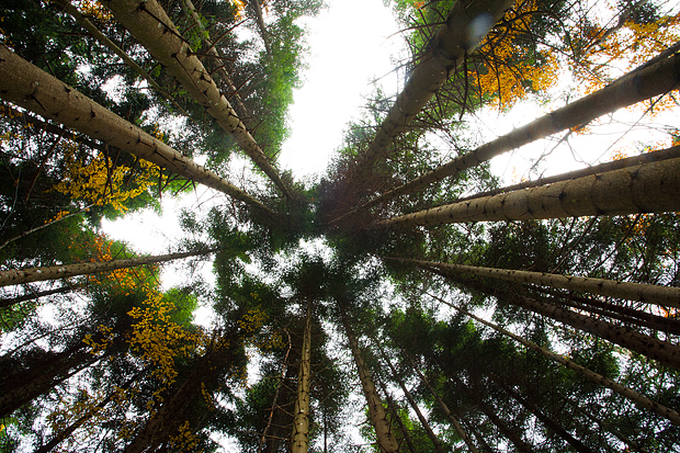 Lička jesen u znaku gljiva, Foto: Leo Banić