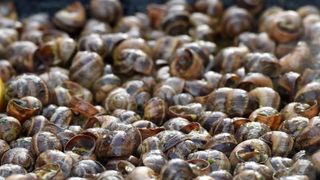 U sklopu Benkovackog kulturnog ljeta Grad Benkovac i Turisticka zajednica Grada Benkovca vec cetvrtu godinu za redom organiziraju manifestaciju Puzevim korakom. Radi se o gastro manifestaciji pripreme i degustacije puzeva. Posjetitelji su imali prilike d U sklopu Benkovackog kulturnog ljeta Grad Benkovac i Turisticka zajednica Grada Benkovca vec cetvrtu godinu za redom organiziraju manifestaciju Puzevim korakom. Radi se o gastro manifestaciji pripreme i degustacije puzeva. Posjetitelji su imali prilike d