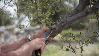 U Vrtovima lunjskih maslina održana 12. Lunjska maslinada. Foto: Vinko Pešić