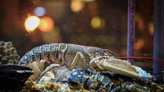 Restoran Niko, Erik Pavin Restoran Niko, Erik Pavin