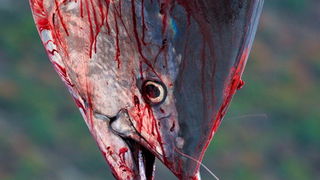 Zadar, 020112.
Tvrtka Kali Tuna bavi se izlovom i uzgojem tuna vec dugi niz godina.
Nakon uzgojnog ciklusa koji traje 30. mjesci slijedi izlov Tuna. Djelatnici Kali tune vrse izlov te ih prebacuju na drugi brod tvrtke iz Japana na kojem se vrsi daljnje pr Zadar, 020112.
Tvrtka Kali Tuna bavi se izlovom i uzgojem tuna vec dugi niz godina.
Nakon uzgojnog ciklusa koji traje 30. mjesci slijedi izlov Tuna. Djelatnici Kali tune vrse izlov te ih prebacuju na drugi brod tvrtke iz Japana na kojem se vrsi daljnje pr