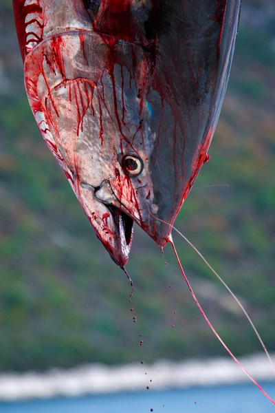 Zadar, 020112.
Tvrtka Kali Tuna bavi se izlovom i uzgojem tuna vec dugi niz godina.
Nakon uzgojnog ciklusa koji traje 30. mjesci slijedi izlov Tuna. Djelatnici Kali tune vrse izlov te ih prebacuju na drugi brod tvrtke iz Japana na kojem se vrsi daljnje pr Zadar, 020112.
Tvrtka Kali Tuna bavi se izlovom i uzgojem tuna vec dugi niz godina.
Nakon uzgojnog ciklusa koji traje 30. mjesci slijedi izlov Tuna. Djelatnici Kali tune vrse izlov te ih prebacuju na drugi brod tvrtke iz Japana na kojem se vrsi daljnje pr