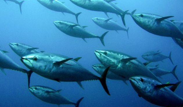 Plavoperajna tuna, foto: udrimuski.ba