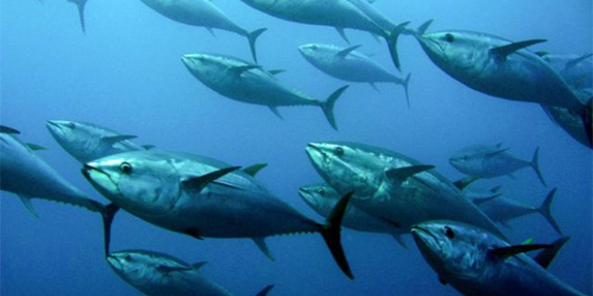 Plavoperajna tuna, foto: udrimuski.ba