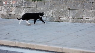 Đir po gradu, ponedjeljak 13. studenog 2023.