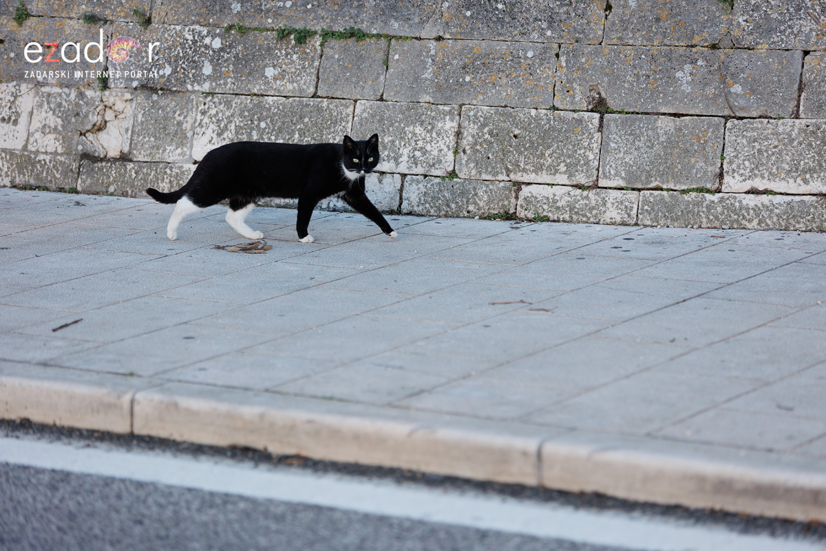 Đir po gradu, ponedjeljak 13. studenog 2023.