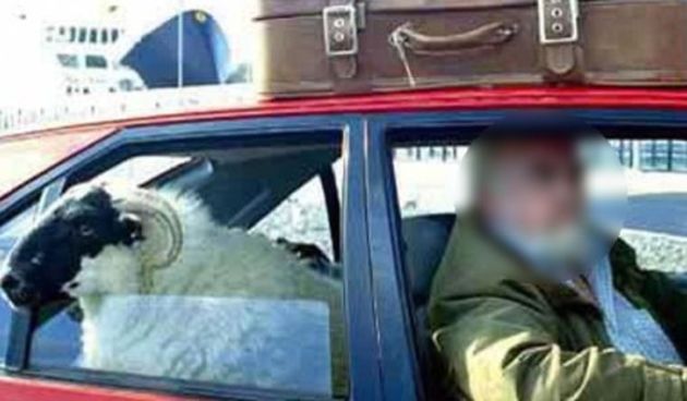 Ovan u automobilu, Foto: index.hr