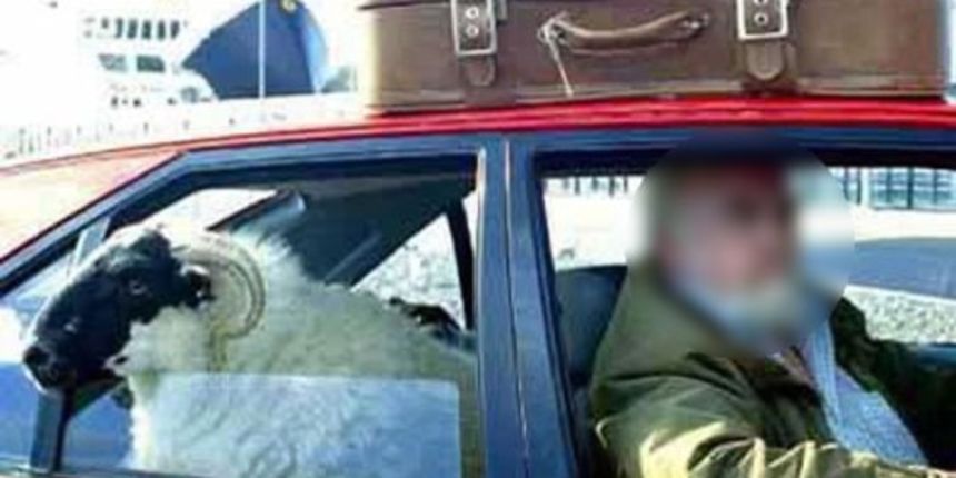 Ovan u automobilu, Foto: index.hr Ovan u automobilu, Foto: index.hr