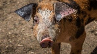 Simpatična galerija koja prikazuje životinjsku farmu na najvišem južnom vrhu Velebita – Crnopcu Simpatična galerija koja prikazuje životinjsku farmu na najvišem južnom vrhu Velebita – Crnopcu