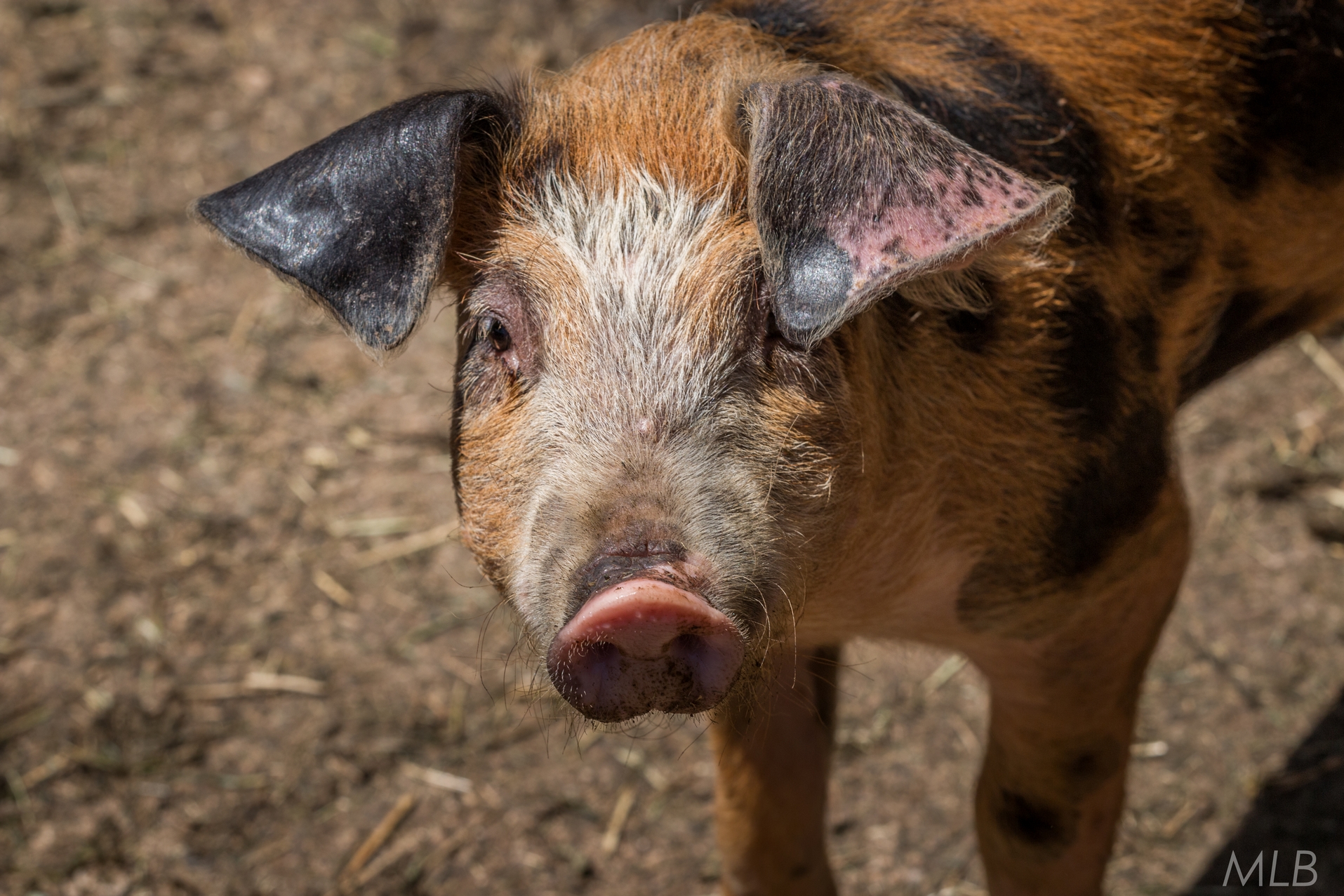 Simpatična galerija koja prikazuje životinjsku farmu na najvišem južnom vrhu Velebita – Crnopcu Simpatična galerija koja prikazuje životinjsku farmu na najvišem južnom vrhu Velebita – Crnopcu