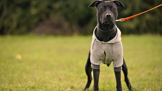 DasPas i street art umjetnici pomažu Azil Dumovec(psić,dogs) DasPas i street art umjetnici pomažu Azil Dumovec(psić,dogs)