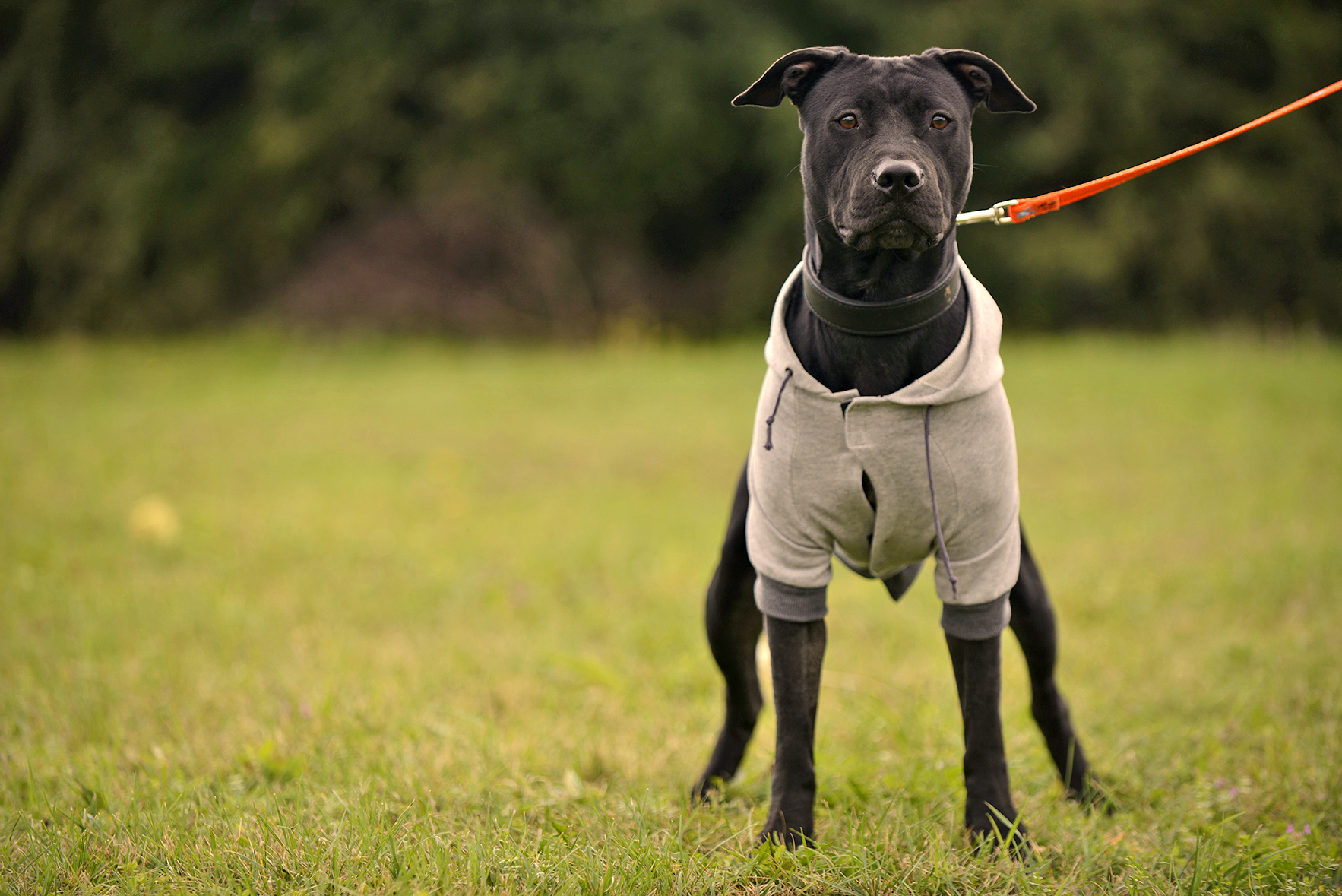 DasPas i street art umjetnici pomažu Azil Dumovec(psić,dogs) DasPas i street art umjetnici pomažu Azil Dumovec(psić,dogs)