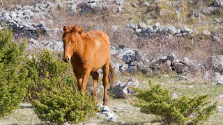 Divlji konji na Velebitu, foto: Leo Banić