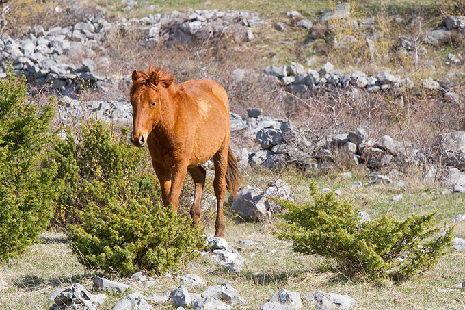 Divlji konji na Velebitu, foto: Leo Banić