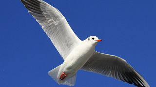 Galebovi u Jazinama, Foto: Leo Banić