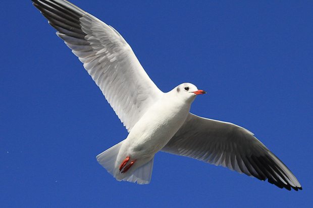 Galebovi u Jazinama, Foto: Leo Banić