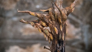 “Stađuni”: Izložba Karin Grenc u Biogradu na moru “Stađuni”: Izložba Karin Grenc u Biogradu na moru