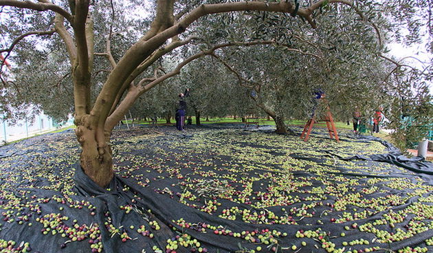 U berbi maslina, Foto: Leo Banić