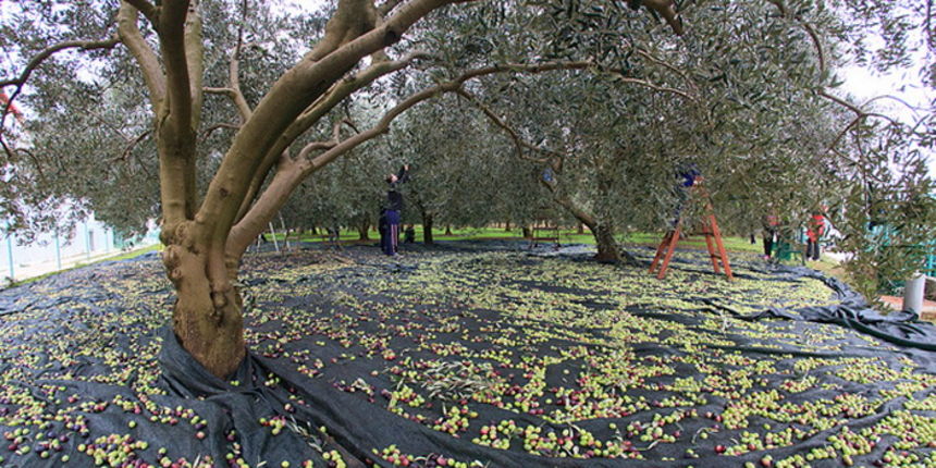 U berbi maslina, Foto: Leo Banić