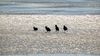 Debeli minusi i orkanska bura zaledili Vransko jezero Debeli minusi i orkanska bura zaledili Vransko jezero