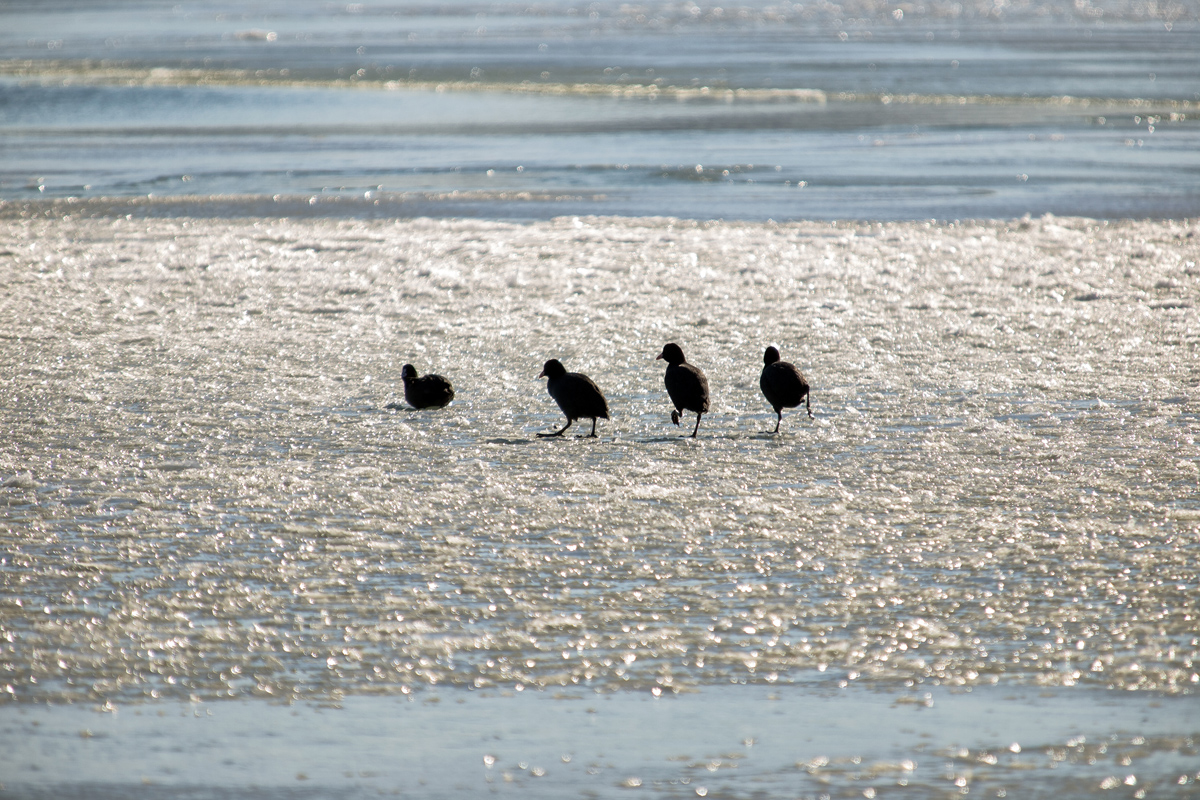 Debeli minusi i orkanska bura zaledili Vransko jezero Debeli minusi i orkanska bura zaledili Vransko jezero