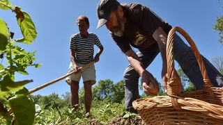 Zadarski beskucnici angazirani su na sadnji krumpira koji cini dio ponude pucke kuhinje u kojoj se i sami hrane. Photo: Dino Stanin/PIXSELL Zadarski beskucnici angazirani su na sadnji krumpira koji cini dio ponude pucke kuhinje u kojoj se i sami hrane. Photo: Dino Stanin/PIXSELL