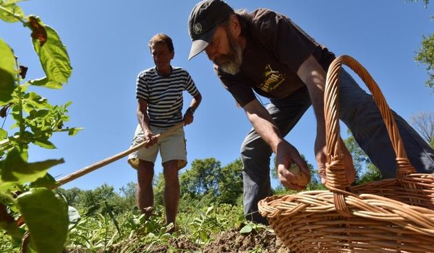 Zadarski beskucnici angazirani su na sadnji krumpira koji cini dio ponude pucke kuhinje u kojoj se i sami hrane. Photo: Dino Stanin/PIXSELL