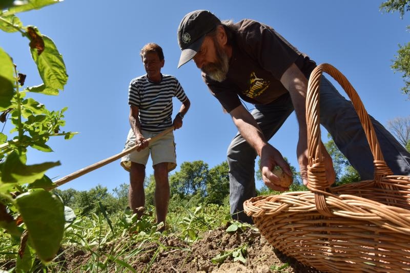 Zadarski beskucnici angazirani su na sadnji krumpira koji cini dio ponude pucke kuhinje u kojoj se i sami hrane. Photo: Dino Stanin/PIXSELL Zadarski beskucnici angazirani su na sadnji krumpira koji cini dio ponude pucke kuhinje u kojoj se i sami hrane. Photo: Dino Stanin/PIXSELL