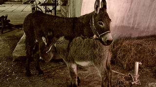 Country – western show u Arsenalu (foto: Marin Gospić)