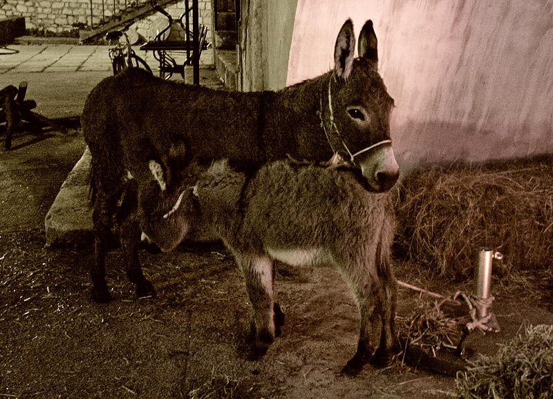 Country – western show u Arsenalu (foto: Marin Gospić)
