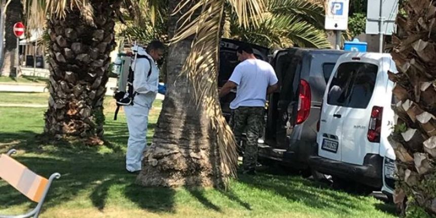 Palme u Zadru Palme u Zadru