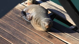Šetnja Cape Townom u Južnoafričkoj Republici, Foto: Denis Peroš Šetnja Cape Townom u Južnoafričkoj Republici, Foto: Denis Peroš