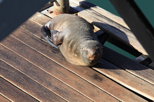 Šetnja Cape Townom u Južnoafričkoj Republici, Foto: Denis Peroš Šetnja Cape Townom u Južnoafričkoj Republici, Foto: Denis Peroš