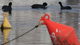 Liske u uvali Bregdetti