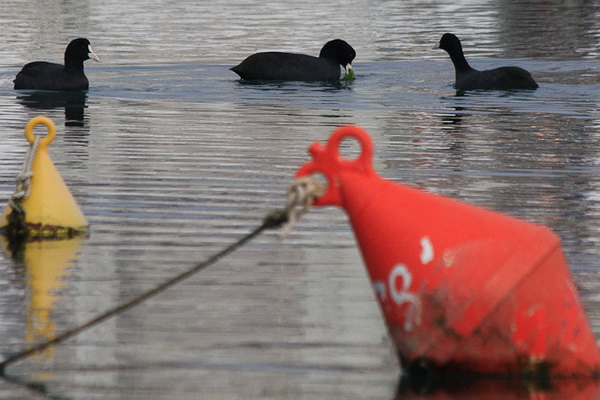 Liske u uvali Bregdetti