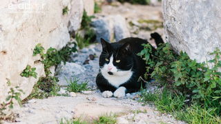 Đir po gradu, petak 22. prosinca 2017. Đir po gradu, petak 22. prosinca 2017.