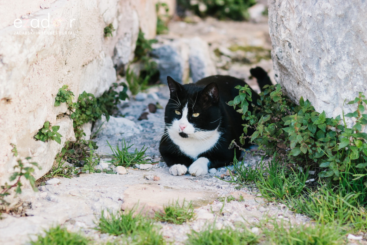 Đir po gradu, petak 22. prosinca 2017. Đir po gradu, petak 22. prosinca 2017.