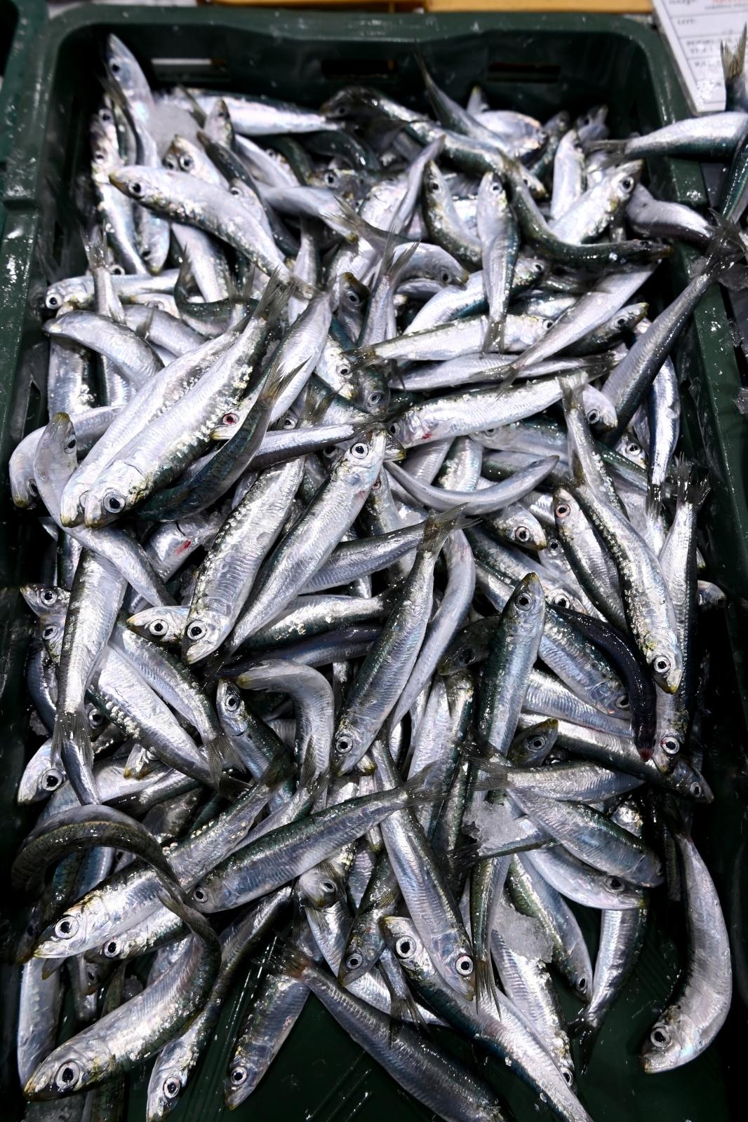 Bogata ponuda ribe na gradskoj ribarnici Bogata ponuda ribe na gradskoj ribarnici