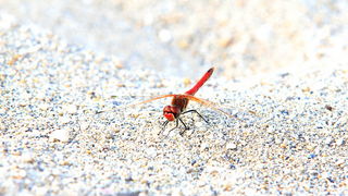 Nedjeljni đir ninskom plažom Ždrijac Nedjeljni đir ninskom plažom Ždrijac