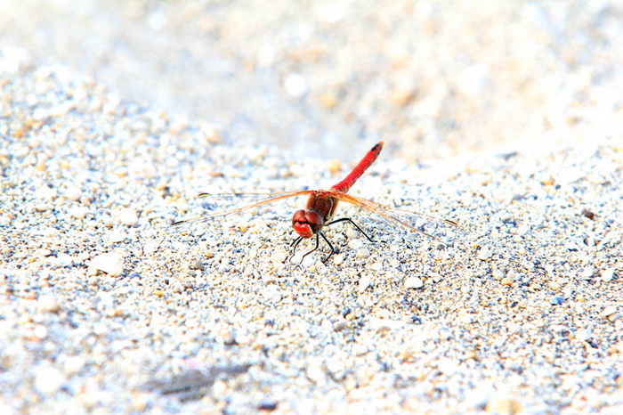 Nedjeljni đir ninskom plažom Ždrijac Nedjeljni đir ninskom plažom Ždrijac