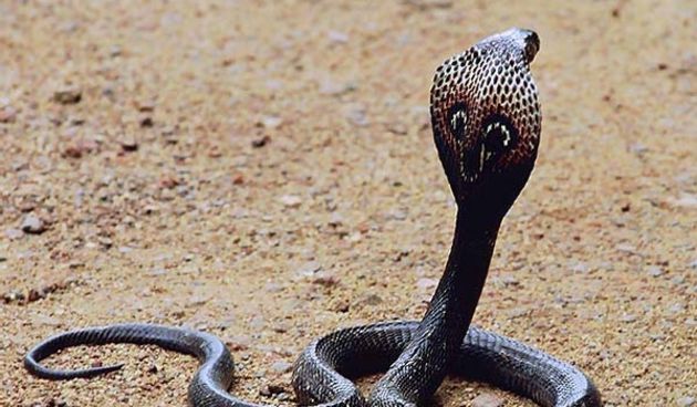 Kobra (Foto: naturephoto-cz.com)