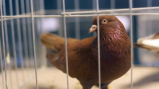 Ornitološko prvenstvo Hrvatske u hotelu Zadar (foto:Saša Čuka)