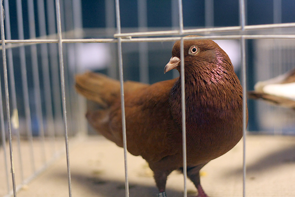 Ornitološko prvenstvo Hrvatske u hotelu Zadar (foto:Saša Čuka)