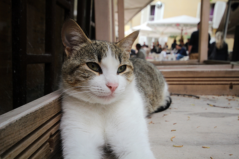 Subotnji šušur u gradu 27. travnja 2013. Foto: Mia Čop Subotnji šušur u gradu 27. travnja 2013. Foto: Mia Čop