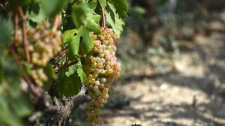 Vinogradi u Donjem polju kod Šibenika prepuni su zdravog crnog i bijeloga grozđa a ovih dana očekuju se i prve prve berbe. Photo: Hrvoje Jelavić/PIXSELL Vinogradi u Donjem polju kod Šibenika prepuni su zdravog crnog i bijeloga grozđa a ovih dana očekuju se i prve prve berbe. Photo: Hrvoje Jelavić/PIXSELL