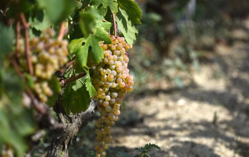 Vinogradi u Donjem polju kod Šibenika prepuni su zdravog crnog i bijeloga grozđa a ovih dana očekuju se i prve prve berbe. Photo: Hrvoje Jelavić/PIXSELL Vinogradi u Donjem polju kod Šibenika prepuni su zdravog crnog i bijeloga grozđa a ovih dana očekuju se i prve prve berbe. Photo: Hrvoje Jelavić/PIXSELL