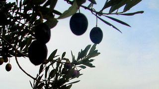 Image 1191185 (auto)