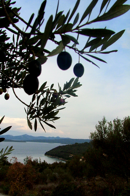 Image 1191185 (auto)