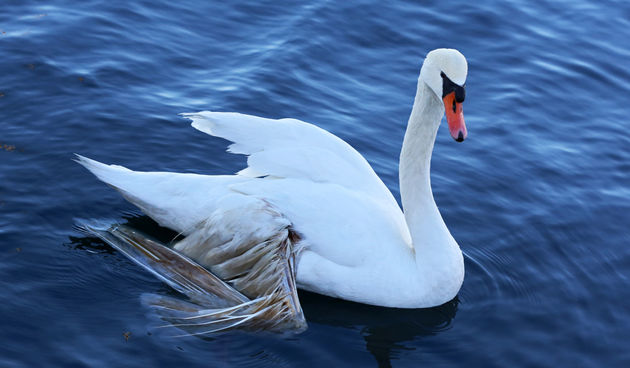 Šibenski portal labud