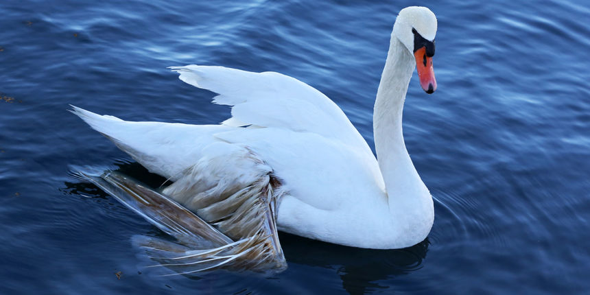 Šibenski portal labud